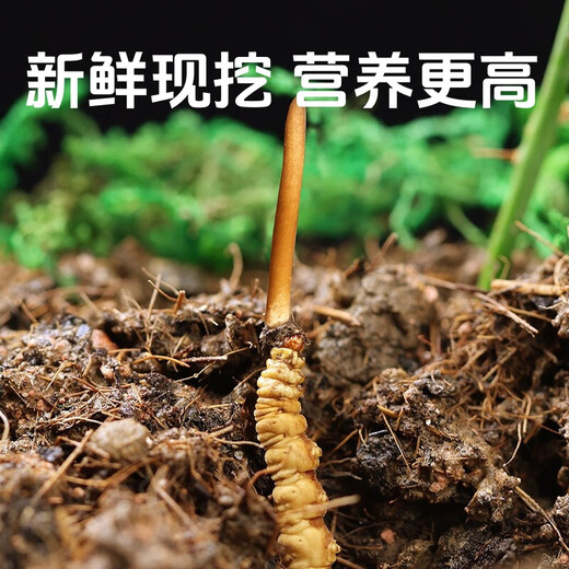 Fresh Cordyceps sinensis 2025 head period fresh grass authentic fresh harvest Cordyceps sinensis fresh grass SF Express cold chain shipment Tibetan fresh cordyceps sinensis 0.8g/root 20 roots