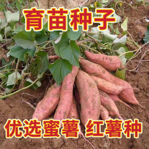 Sweet Potato Seed Tobacco Potato Watermelon Red Sweet Potato Sweet Potato Candied Sweet Potato Sweet Potato Seedling Seedlings Tobacco Potato Sweet Potato Seed Fruit 5Jin Jin is equal to 0.5 kg