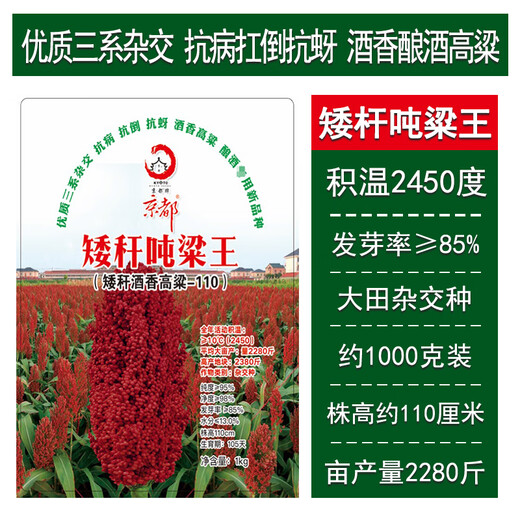 Dwarf wine glutinous sorghum king super ton iron short big head red sorghum seed dwarf bird-resistant brewing type high-yield sorghum short stalk ton grain king 110 2Jin Jin is equal to 0.5 kilograms
