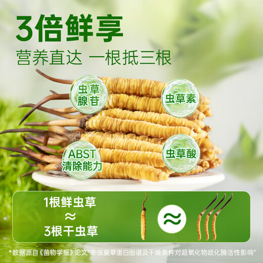 Yuanjiangcao Fresh Cordyceps Sinensis 2025 Fresh Cordyceps питательные питательные продукты [2025 Fresh Cordyceps] 1,2-1,3 г/корни корень-50