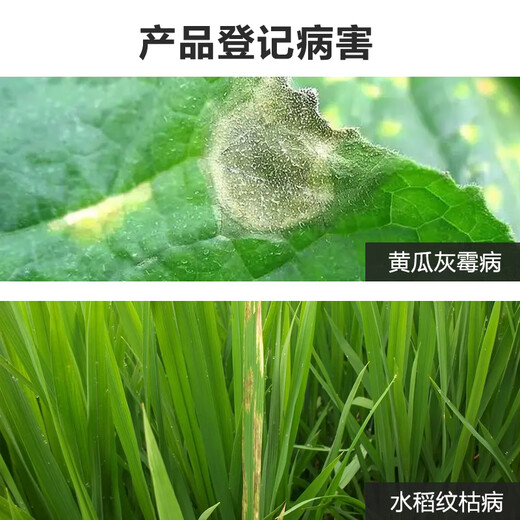 Zhongbao Bacillus subtilis 100 billion spores/g bio-organic green gray mold sheath blight pesticide fungicide 50g
