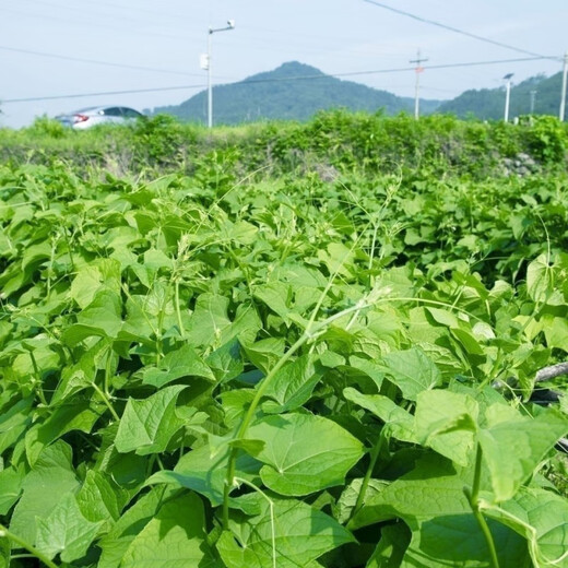 Pick undefeated and delicious luffa-tip asparagus heat-resistant vegetables, four-season luffa-tip asparagus seedlings, farm vegetable larvae, fragrant and tender luffa-tip asparagus seeds, new seeds this year, new seeds every particle, 3 packs of about 108 seeds + fertilizer