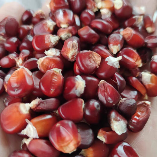 Old variety lantern red corn, traditional 1970s old-fashioned farmhouse reserved seed corn on the cob, edible red corn 50g, about 200 grains