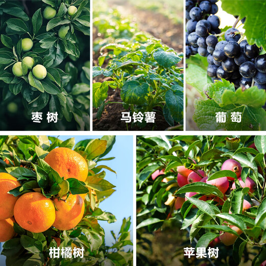 Bomairin gibberellic acid benzylaminopurine apple regulating fruit type plant regulator grape jujube tree fruit expansion plant regulator 2ml