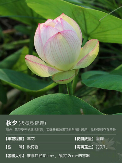 Miniaturschüssel Lotus Sämlinge Hydroponische Pflanzen Lotus kleiner Lotus-Sämlinge Wurzelstamm Lotus Peitsche Sämlinge Gartenblüten Nackte Lotus lotus Herbst XI [extrem Micro] 8-15 cm