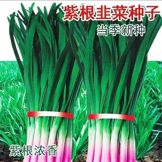 Shop purple-rooted red-rooted broad-leaved single-rooted red leek seeds with large leaves and heat-resistant and cold-resistant white leek seeds. Root red leek seeds Dhr66*heat-resistant and cold-resistant#-about 1000 capsules