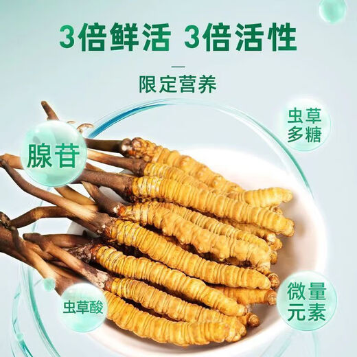 新鲜冬虫夏草真空锁鲜包装顺丰冷链产地直发精选大草新鲜头期虫草 西藏那曲鲜虫草每条0.5克50条装