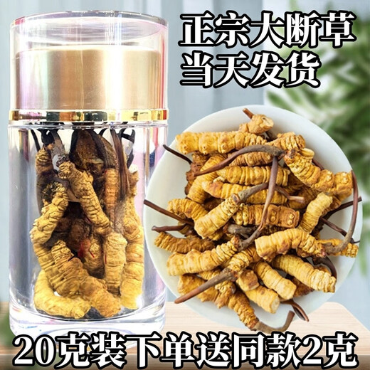 Cordyceps sinensis broken grass authentic first-rate Cordyceps in Tibetan areas home-packed self-eating first choice 10 grams get 1 gram more buy more buy more buy more buy more buy more buy 20 grams get 2 grams