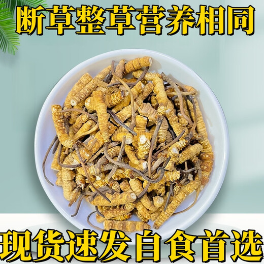 Cordyceps sinensis broken grass authentic first-rate Cordyceps in Tibetan areas home-packed self-eating first choice 10 grams get 1 gram more buy more buy more buy more buy more buy more buy 20 grams get 2 grams