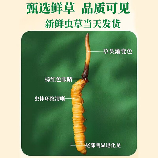 新鲜冬虫夏草真空锁鲜包装顺丰冷链产地直发精选大草新鲜头期虫草 西藏那曲鲜虫草每条0.5克50条装