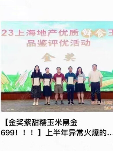 【奉贤农特产馆】上海农科院黑金699黑甜糯玉米水果黑糯玉米 紫甜糯玉米（10穗装）