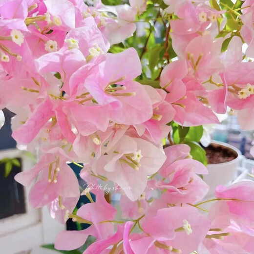 1158 people praised the four-season flowering bougainvillea seeds, authentic Brazilian rare variety climbing vine with three double petals, coconut ice, bougainvillea seeds, 20 capsules