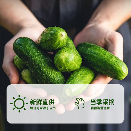Lasicilia rusa pepino agrio 680g*2 botellas Vietnam importada de pepino leche pepindea de pepino hamburguesas alimentos occidentales
