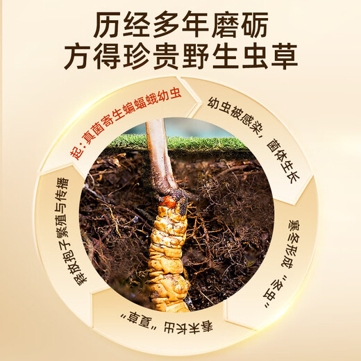 Purple and Blue Flower Sea [Naqu, Tibet] Authentique Wild Cordyceps Wild Sinensis Nouveaux cordons séchés Cordyceps haut de gamme Nutritional Box pour les parents et les aînés [Naqu, Tibet] Wild 3 Pieces / G 20G Pack