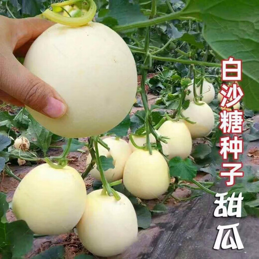Qizhe Super Sweet White Sugar Melon Seed Super Sweet Early Melon Ripe Seed White Honey Melon Can High Yield Sweet Sugar Melon Seed Fruit All Seasons White Sugar Melon Seeds 2 Packs 100 Tablets Seasonal
