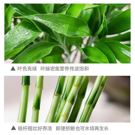 Jingyunmeng Lucky Bamboo office potted transfer bamboo green plants home flowers balcony rootless bottle source straight hair