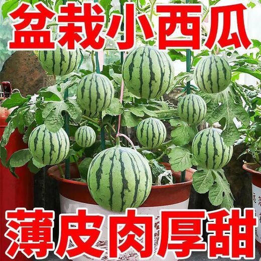 Super sweet Kirin honey pot small watermelon seeds seedless small watermelon four seasons planting balcony courtyard potted fruit seeds potted honey small watermelon seeds 1 pack
