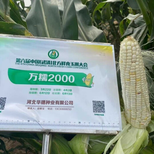 Wannuo 2000 corn seed seed Wannuo 20 million glutinous 188 sweet waxy corn seed Hebei 200g new date Wannuo 2000