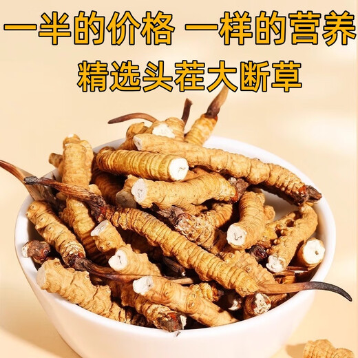 Cordyceps sinensis broken grass authentic fine snow-capped mountain plateau cordyceps 2025 first period big broken grass self-eating nourishment Selected Tibet Nagqu big broken grass 20g pack