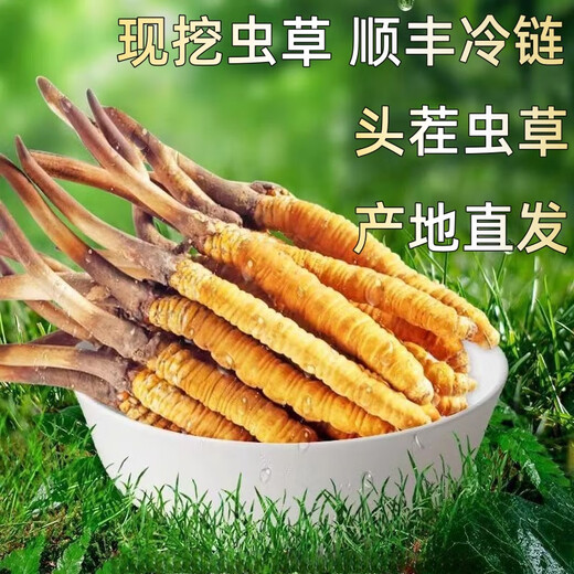 新鲜冬虫夏草头茬鲜草正品大号2025头期鲜草顺丰冷链产地直发 西藏鲜虫草每条0.6-0.7克30条装