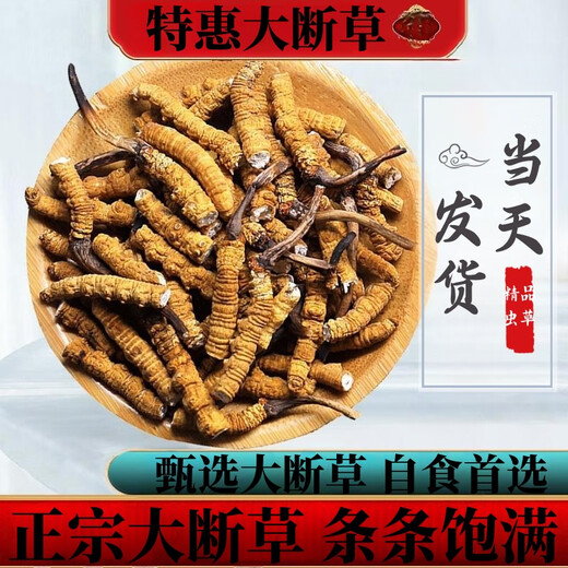 Cordyceps sinensis broken grass authentic first-rate Cordyceps in Tibetan areas home-packed self-eating first choice 10 grams get 1 gram more buy more buy more buy more buy more buy more buy 20 grams get 2 grams