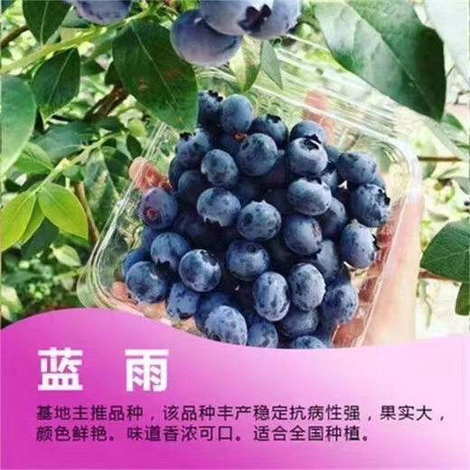 Two harvests, four-season blueberry seedlings potted in the ground, fruit tree seedlings in the south and north, indoor potted plants, pink water, tender and sweet, one-year seedlings, shipped one by one with soil