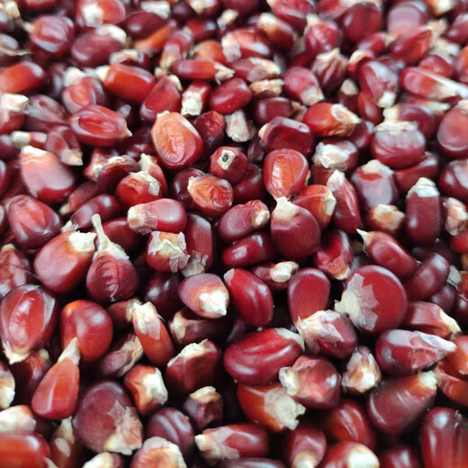 Old variety lantern red corn, traditional 1970s old-fashioned farmhouse reserved seed corn on the cob, edible red corn 50g, about 200 grains