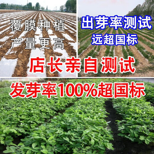 Haihua No. 1 Peanut Seed Academy of Agricultural Sciences New Variety Shelled Thin Shell Large Peanut Seed Thin Shell Peanut Seed Academy of Agricultural Sciences Original Seed 503g (1 Jin Jin is equal to 0.5 kg) (unpacked in bulk)