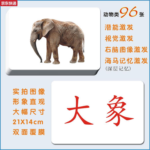 奇立彩宝宝早教玩具教具杜曼百科动物闪卡右全脑课潜能开发认知卡片 48张动物卡