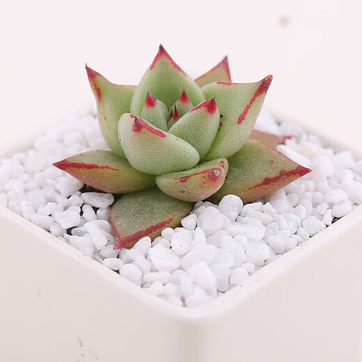Runhuanian succulent paving stones, small colored stones, flower pots, green plants, white stones, colorful stone pots, flower growing stones, decoration, small colored stones 2g (used for flower pot paving or soil mixing)