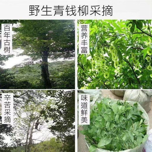 Authentic tea, special grade Xiushui Qingqian Liu Tea, Gaoshan Jinqian Liu Tea, ancient tree tea, tea can, 1000 grams [No longer afraid of sugar], four cans full, special grade Jiangxi Xiushui Ancient Tree Qingqian Liu Tea, Granular Tea