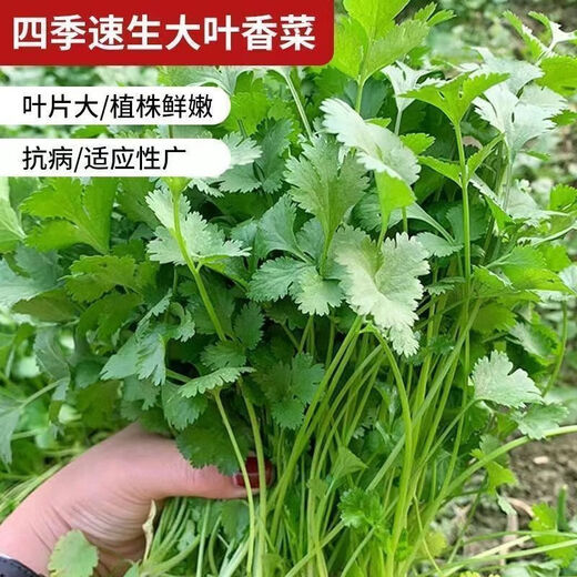 Easy to germinate large-leaf coriander seeds coriander seeds heat-resistant four-season balcony indoor potted seeds vegetable seeds four-season large-leaf coriander about 5000 capsules 5 packs
