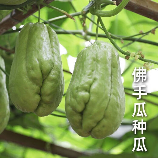 Shop Chayote Early-maturing Extra Large Chayote Vegetable Climbing High-yield Disease-Resistant Perennial Melon Affordable Price Good Yield-100 Tablets-Net Seeds Chayote Seeds