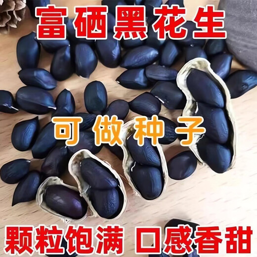 Black peanut seeds in shell, rich in selenium, black peanuts, black peanuts, farmers choose to sow in the field, black purple peanut seeds, black pearl peanut seeds, half Jin Jin is equal to 0.5 kilograms