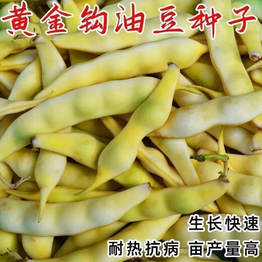Golden Hook Bean Seeds Golden Hook Northeastern Oil Carob Seeds Gluten-free and Fire-free Yellow Early Golden Hook Bean Seeds Easy to Plant Original 2 Packs About 60 Grains Free Fertilizer