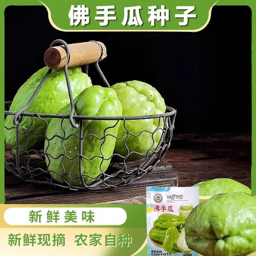 Shop Chayote Early-maturing Extra Large Chayote Vegetable Climbing High-yield Disease-Resistant Perennial Melon Affordable Price Good Yield-100 Tablets-Net Seeds Chayote Seeds