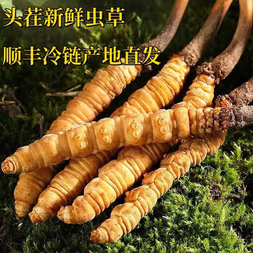 新鲜冬虫夏草头茬鲜草正品大号2025头期鲜草顺丰冷链产地直发 西藏鲜虫草每条0.6-0.7克30条装