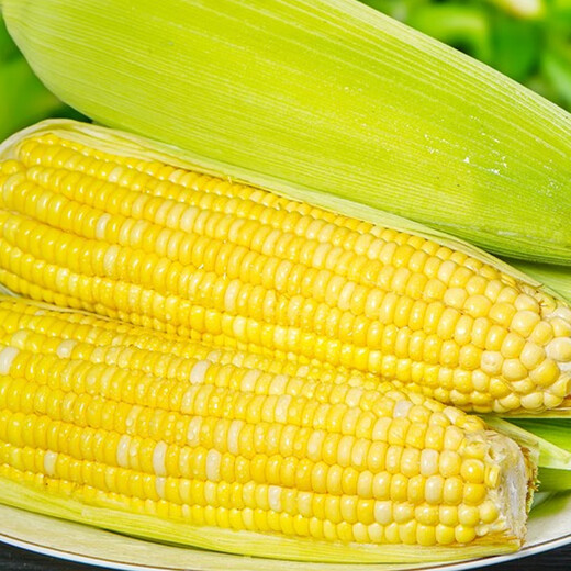 Beijing fresh Yunnan fruit corn 5Jin Jin is equal to 0.5kg, fresh sweet corn on the cob, sweet, crisp and juicy, fresh vegetables, straight from the source
