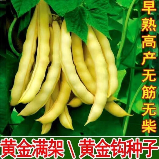 Golden Hook Bean Seeds Golden Hook Northeastern Oil Carob Seeds Gluten-free and Fire-free Yellow Early Golden Hook Bean Seeds Easy to Plant Original 2 Packs About 60 Grains Free Fertilizer