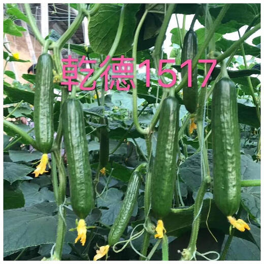 汇种草农1517水果黄瓜种子上海口感小青瓜无刺水果黄瓜种子嫁接苗 干德1517黄瓜种子 1000粒