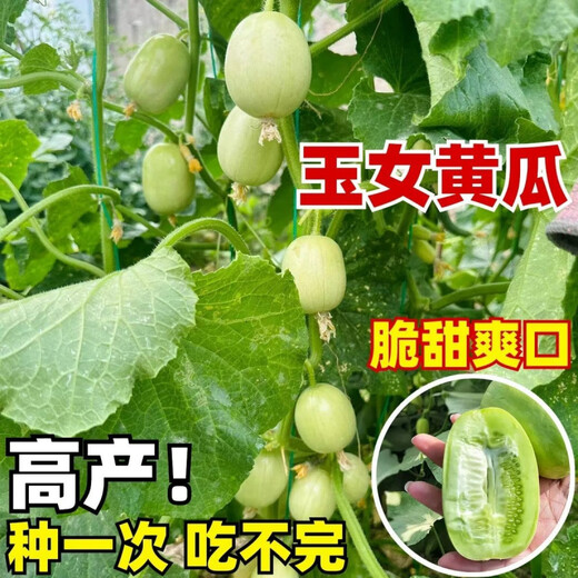 Mini Jade Girl Fruit Cucumber Seeds, raw, crispy, sweet and residue-free small cucumber seeds for four seasons potted balcony vegetable seeds Jade Girl Fruit Cucumber Seeds, mini type, about 101 pieces, new species this year