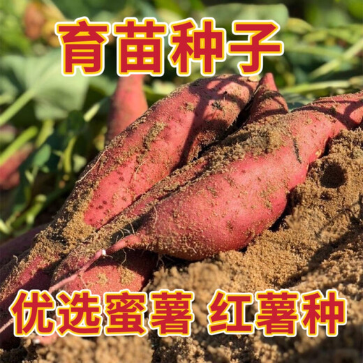 Sweet Potato Seed Tobacco Potato Watermelon Red Sweet Potato Sweet Potato Candied Sweet Potato Sweet Potato Seedling Seedlings Tobacco Potato Sweet Potato Seed Fruit 5Jin Jin is equal to 0.5 kg