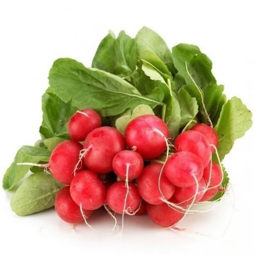 Collected by 20,000 people Four seasons cherry radish and fruit radish, eaten raw, red-skinned, white-fleshed radish, crispy, sweet and juicy Four seasons cherry radish and fruit radish (newly planted this year) Selected 1 pack (about 300 pieces)