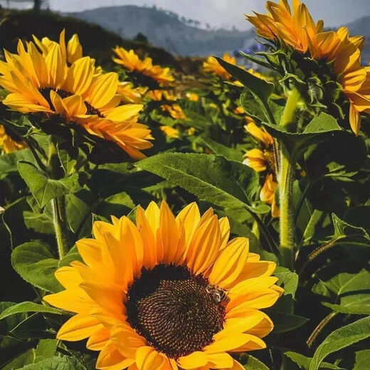 Edible Seneca sunflower seeds are easy to grow high-yielding melon seeds. Edible Sunflower seeds are grown in the field. Edible Seneca sunflower seeds are 150 capsules and 3 packs.