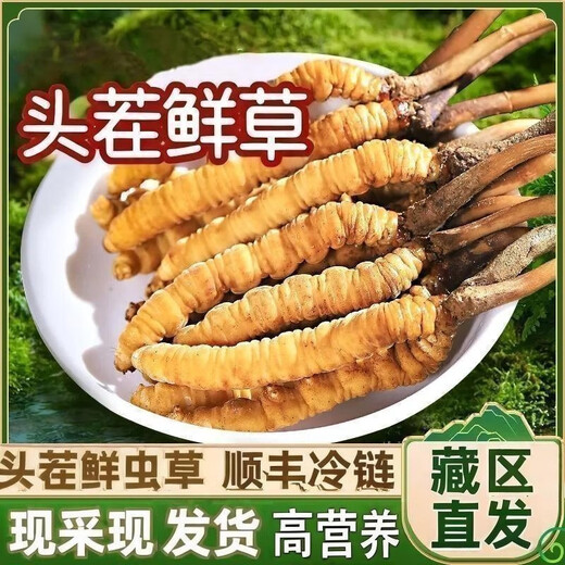 新鲜冬虫夏草头茬鲜草正品大号2025头期鲜草顺丰冷链产地直发 西藏鲜虫草每条0.6-0.7克30条装
