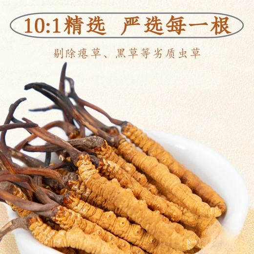 Cordyceps authentiques authentiques Cordyceps 3 Racines / g 50 boîtes-cadeaux Cordyceps Grass ininterrompus Gifts à haute altitude 3 Racines / G 3 Racines (Spécifications) 10 paquet de dégustation