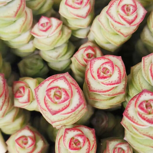 Qian Chuan Chuan 1 pot of succulent plant Qian Chuan Chuan