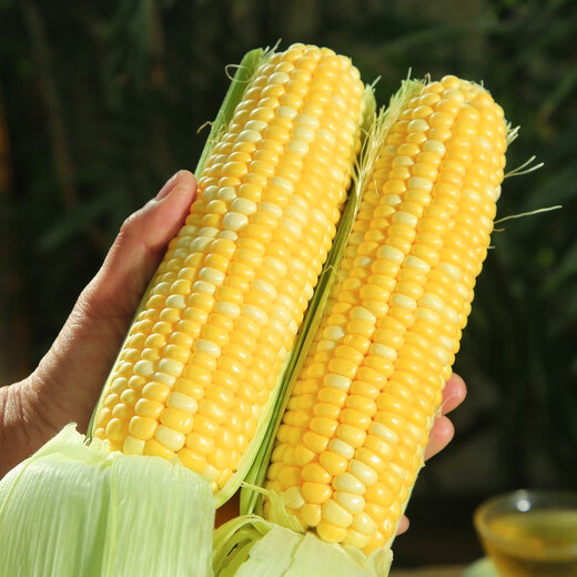 Beijing fresh Yunnan fruit corn 5Jin Jin is equal to 0.5kg, fresh sweet corn on the cob, sweet, crisp and juicy, fresh vegetables, straight from the source