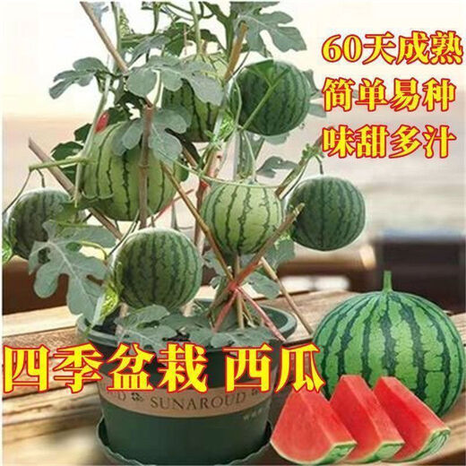 Super sweet Kirin honey pot small watermelon seeds seedless small watermelon four seasons planting balcony courtyard potted fruit seeds potted honey small watermelon seeds 1 pack