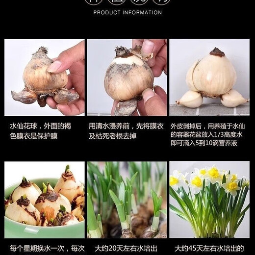 Narcissus bulbs, hydroponically cultivated in soil, are good for raising cold-resistant, fragrant bulbs. Zhangzhou Narcissus Yang Narcissus bulbs, 10 narcissus balls.